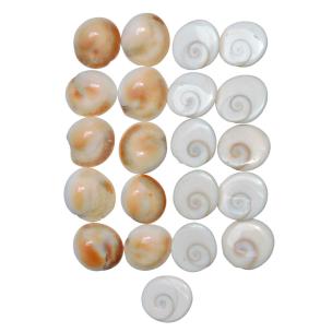 Avika Natural Gomti Chakra Cabochon (Pack of 21 Pcs.)