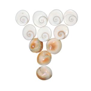 Avika Natural Gomti Chakra Cabochon (Pack of 11 Pcs.)