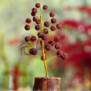 Avika Energized 30 Rudraksha Tree
