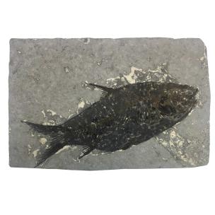 Avika High & Dry Sea Creatures