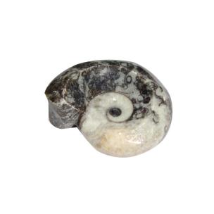 Avika Energized Ammonite Stone Antique For Reiki & Meditation (Pack of 1pc)