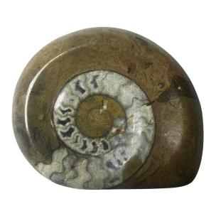 Avika Natural Ammonite A