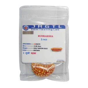 Avika Natural Certified Energized Rudraksha 1 Mukhi