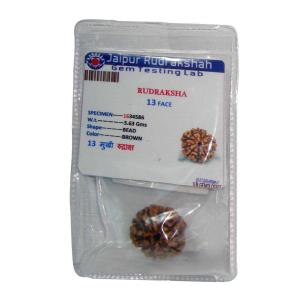 Avika Natural Certified Energized Rudraksha 13 Mukhi