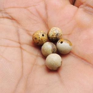 Avika Natural Energized Petrified Wood Beads 8 mm