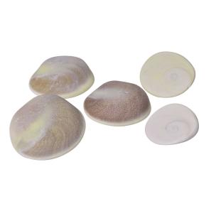 Avika Natural Gomti Chakra (Large) 5 Pc.