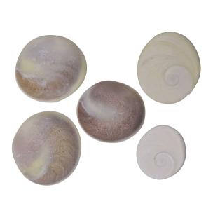 Avika Natural Gomti Chakra (Medium) 5 Pc.