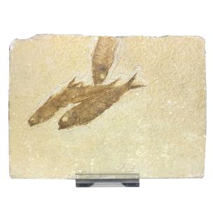 Avika Energized Stone Knightia Fish Antique Plate For Reiki & Meditation Special For Home Décor