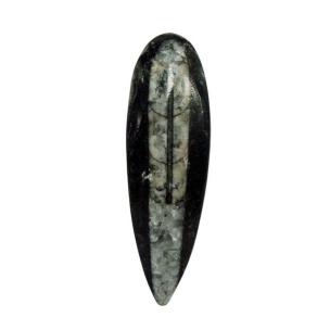 Avika Natural Orthoceras For Money