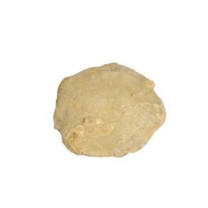 Avika Natural Sipi Cabochon