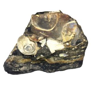 Avika Natural Turritella Agate Elimia Antique Snail Shell Rough Mineral Specimen