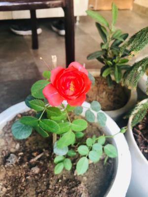 Let’s Grow Money on Trees