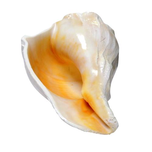 Avika natural energized Dakshinavarti Shankha