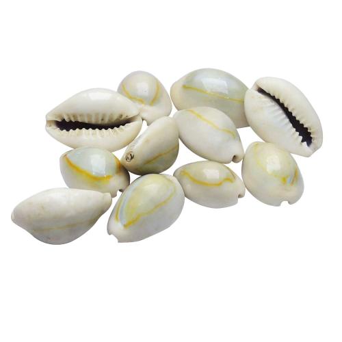 Avika Natural Energized Yellow Kaudi (Kori) (11 Pcs.)