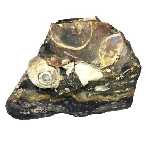 Avika Natural Turritella Agate Elimia Antique Snail Shell Rough Mineral Specimen