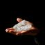 Use and Benefit of California white sage smudge